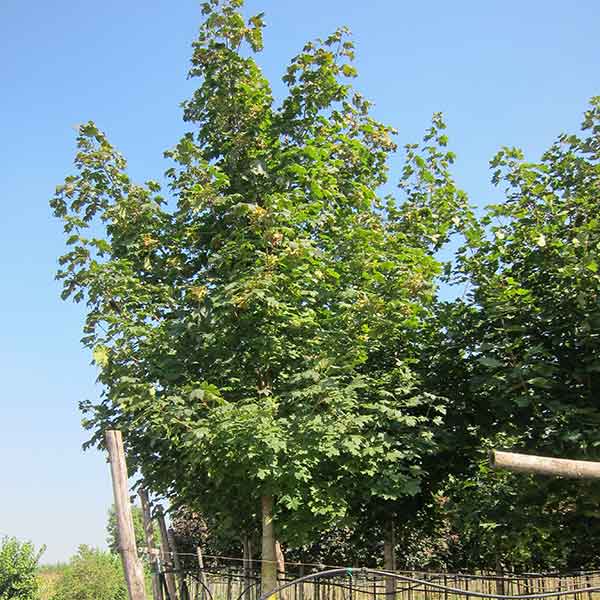 Acer platanoides - Acero - Piante ornamentali