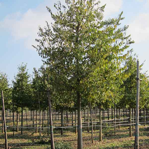 Celtis australis - Romiglia/Bagolaro - Piante ornamentali