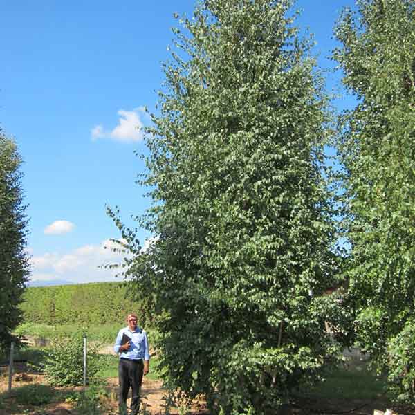 Betula alba - Betulla - Piante ornamentali