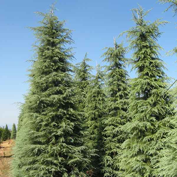 Cedrus deodara - Cedro - Piante ornamentali