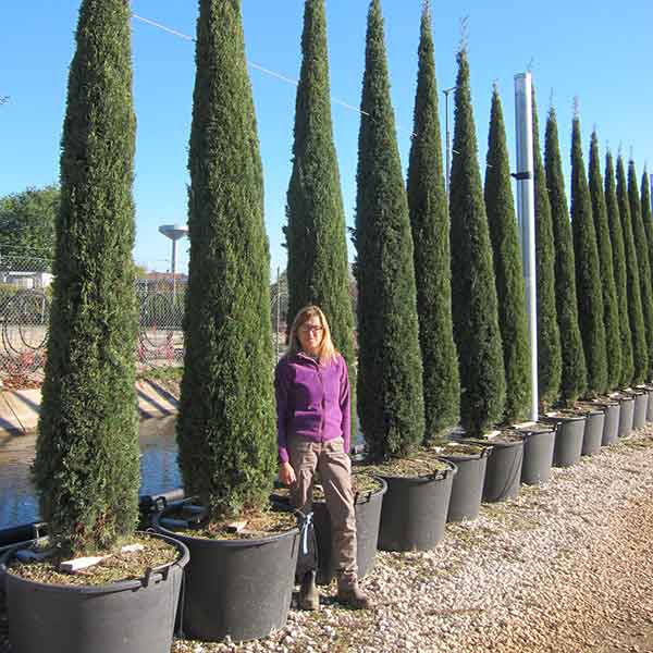 altezza 3-4 metri - Cipresso - Piante ornamentali