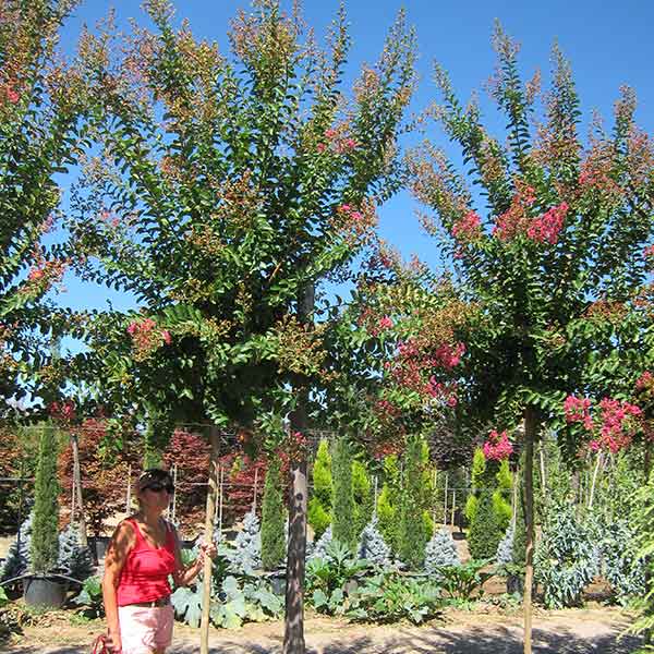 Indica albero - Lagerstroemia - Piante ornamentali