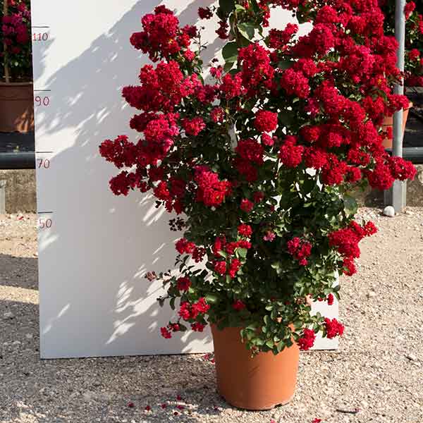 Indica dinamite cespuglio - Lagerstroemia - Piante ornamentali