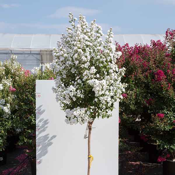 Indica mezzo albero - Lagerstroemia - Piante ornamentali