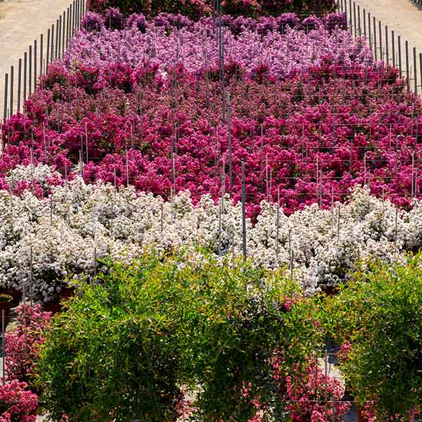 Indica panoramica - Lagerstroemia - Piante ornamentali