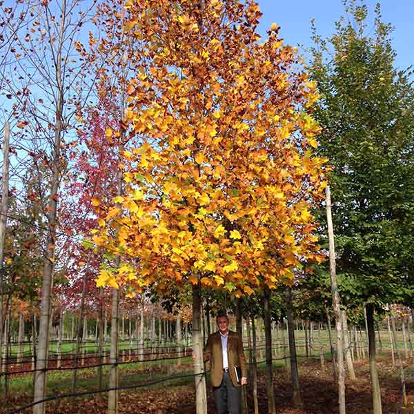 Liriodendrum tulipifera - Liriodendrum - Piante ornamentali