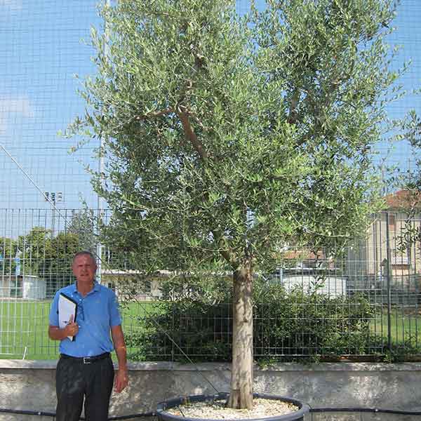 Olea europea - Olivo - Piante ornamentali