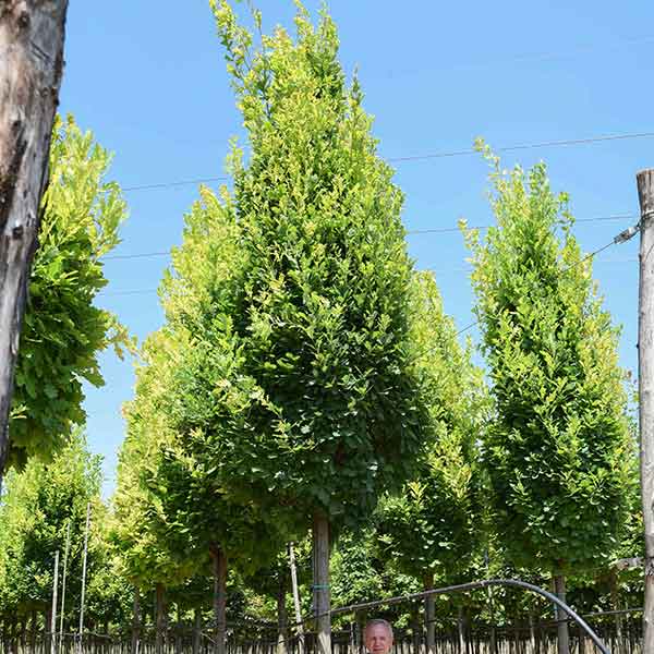Quercus robur alberetto - Quercia - Piante ornamentali